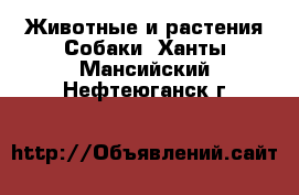 Животные и растения Собаки. Ханты-Мансийский,Нефтеюганск г.